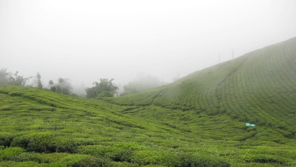 Darjeeling Gloom réduit les rendements de thé malgré une faible demande