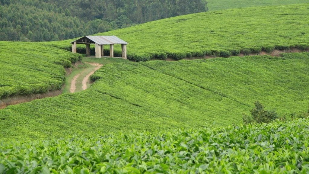 Les changements climatiques affectent l&rsquo;industrie du thé en Ouganda