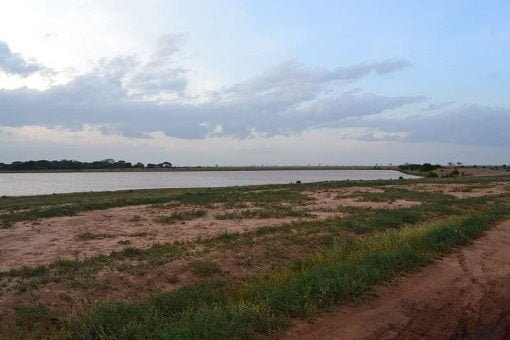 Plantation de thé au Kenya