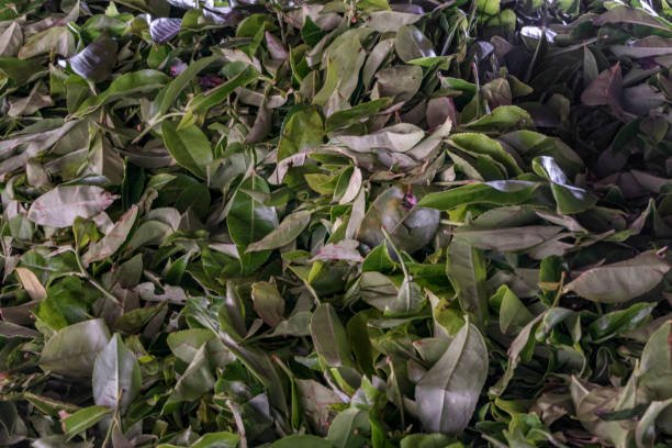 Du Champ à la Tasse : Le Processus de Fabrication du Thé Expliqué